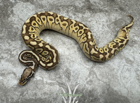 Lesser Spotnose Pastel Het Clown