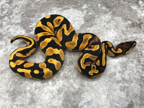 Orange Dream Yellow Belly Enchi Het Pied