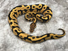 Leopard Yellow Belly Desert Ghost Het Clown or Het Cryptic