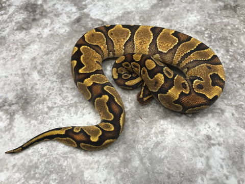 Enchi Asphalt Het Hypo