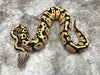 Pastel Desert Ghost Het TSK Axanthic