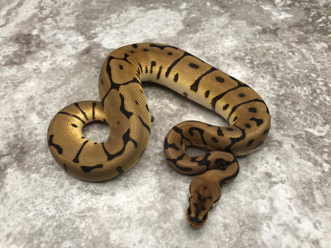 Leopard Spider Het Desert Ghost Het TSK Axanthic Het Clown OR Cryptic