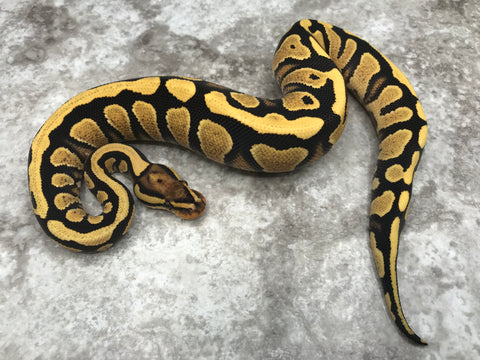 Yellow Belly Desert Ghost Het Clown