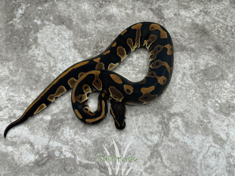 Black Head Leopard Het Clown