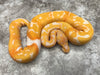 Blade Lavender Clown Pied