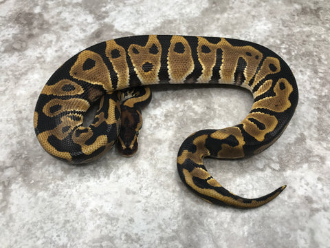 Leopard Het Desert Ghost Het Cryptic OR Clown