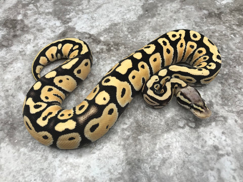 Pastel Desert Ghost Het TSK Axanthic