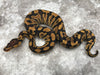 Yellowbelly Crypton Het Desert Ghost