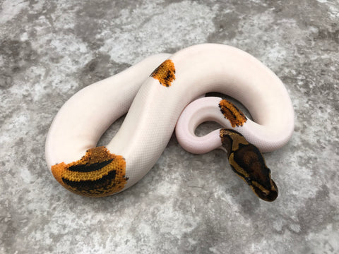 Yellow Belly Pied