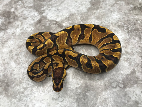 Enchi Asphalt Het Desert Ghost Het Clown