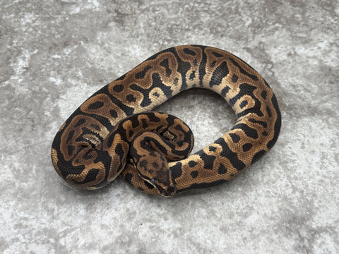 Leopard Spotnose Het Black Axanthic