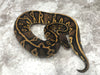 Black Head Pastel Leopard Het Clown