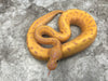 Leopard Pinstripe Banana