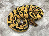 Leopard Yellow Belly Desert Ghost Het Clown or Het Cryptic