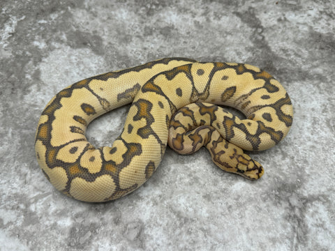 Spotnose Hypo Clown