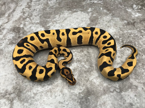 Leopard Yellow Belly Desert Ghost Het Clown OR Het Cryptic