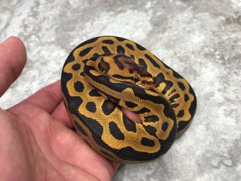 Leopard Yellow Belly Crypton Het Desert Ghost (Het Clown Het Cryptic)