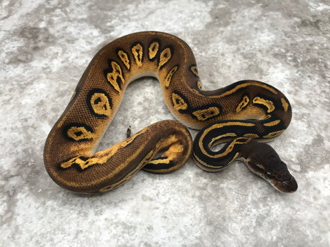Super Black Head Pastel 66% pos Het Pied 50% pos Het Lavender