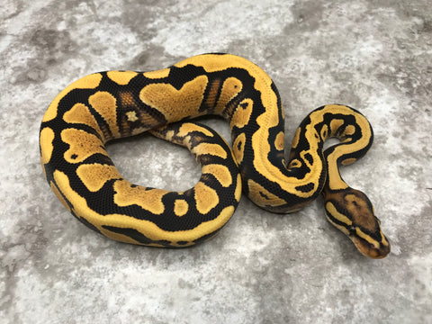 Yellow Belly Desert Ghost Het Clown
