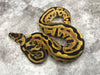 Leopard Spotnose Enchi Asphalt Het Clown