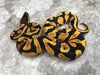 Orange Dream Yellow Belly Enchi Het Pied