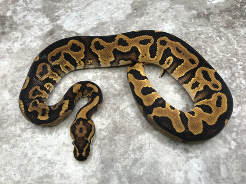 Leopard Vanilla Het Clown