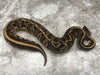 Black Head Pastel Leopard Het Clown
