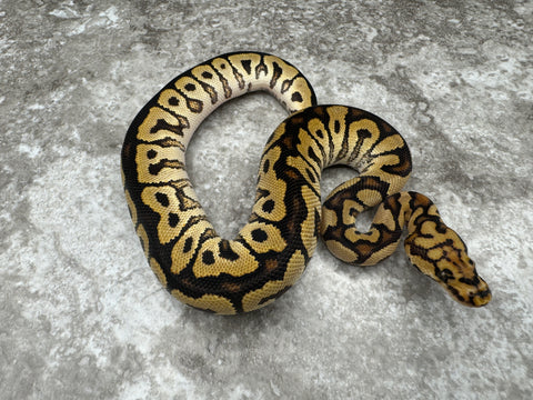 Spotnose Special Clown Het Hypo