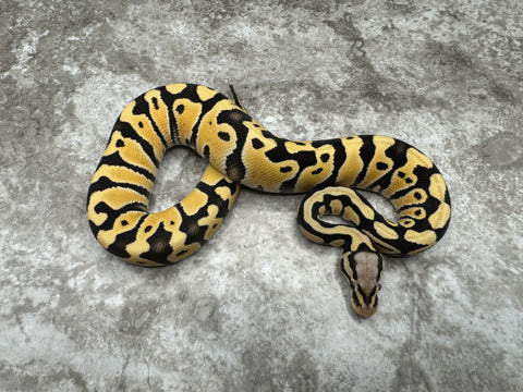 Pastel Desert Ghost Het Clown