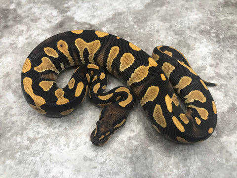 Black Head Yellow Belly Desert Ghost