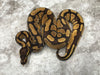 Enchi Het Desert Ghost 66% Het Hypo
