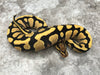 Yellow Belly Desert Ghost Het Clown
