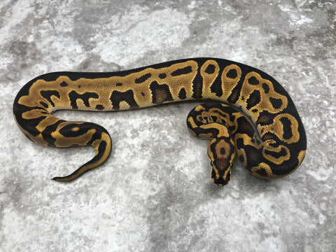 Leopard Vanilla Het Clown