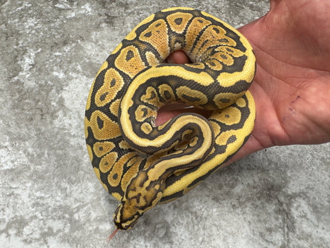 Spotnose Special Hypo Het Clown