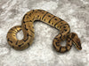 Leopard Spider Het Desert Ghost Het TSK Axanthic Het Clown OR Cryptic