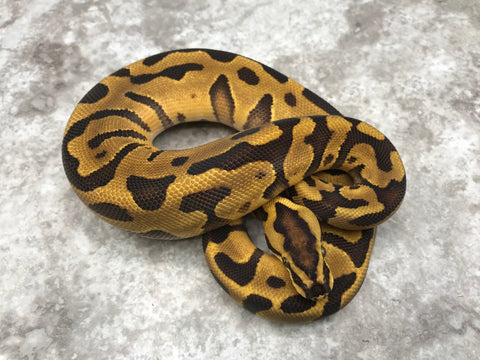 Leopard Enchi Blade Vanilla Het Clown