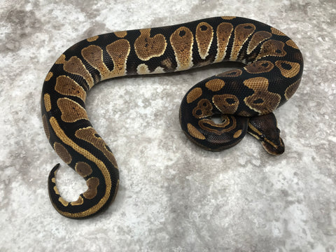 Black Head Het Desert Ghost