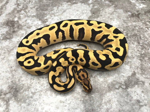 Leopard Yellow Belly Desert Ghost Het Clown OR Het Cryptic