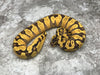 Super Enchi Pastel Asphalt Het Hypo