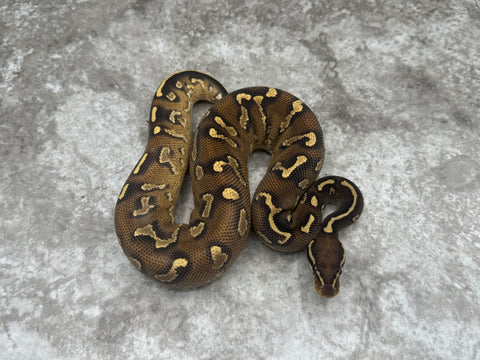 Super Asphalt Mojave