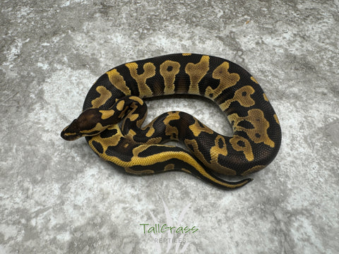 Mystic Leopard Het Clown