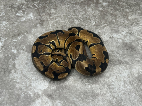 Red Stripe Het Clown