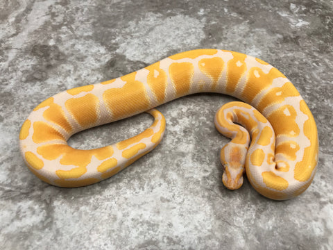 Lavender Het Pied 66% pos Het Clown