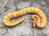 Lavender Het Pied 66% pos Het Clown