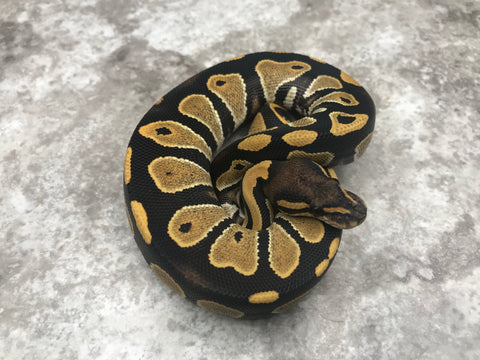 Black Head Desert Ghost