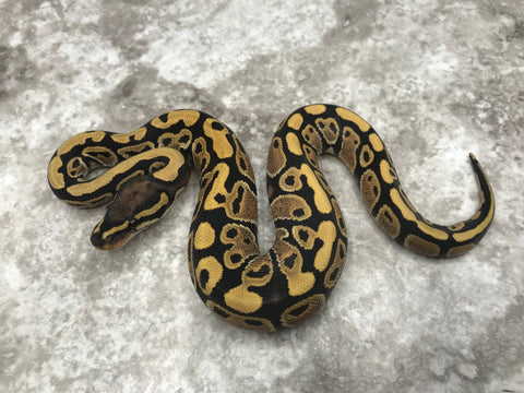 Desert Ghost Het TSK Axanthic