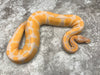 Blackhead Lavender Het Clown