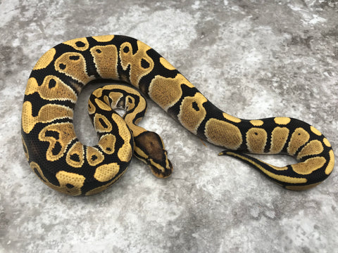 Desert Ghost Het Clown