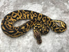 Pastel Leopard Het Desert Ghost Het Clown