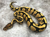 Yellow Belly Desert Ghost Het Clown